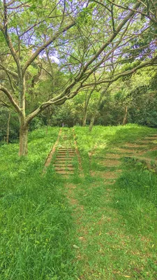 新緑の林に続く石段と小道