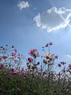 空とコスモス