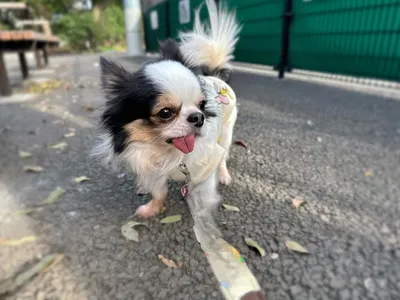 チワワ.トライカラー.お散歩.犬