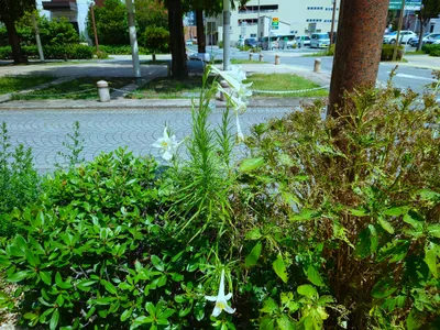 街角に咲く白いユリの花
