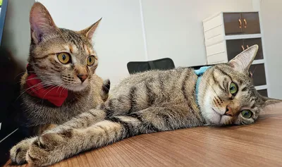 オフィスでくつろぐ2匹の猫