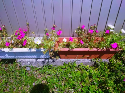 プランターに咲くピンクと白の花