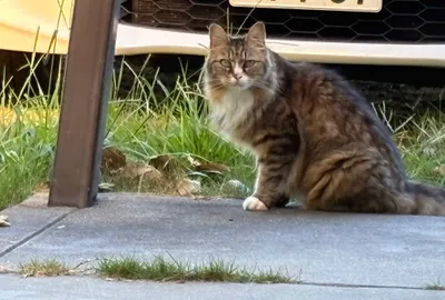 こっちを見る猫