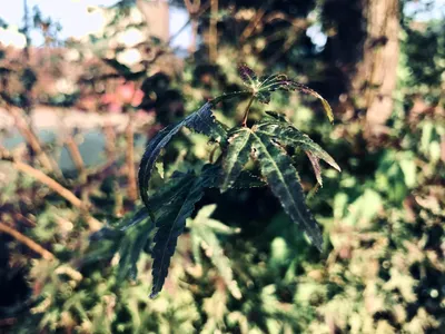 生きたい2
