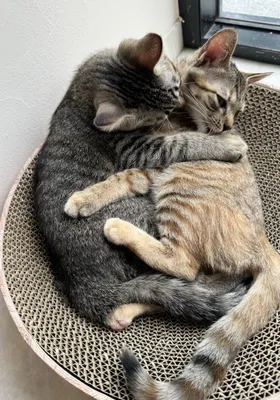 仲良し子猫たちのリラックスタイム