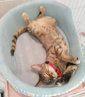 リラックスするハンモックの猫