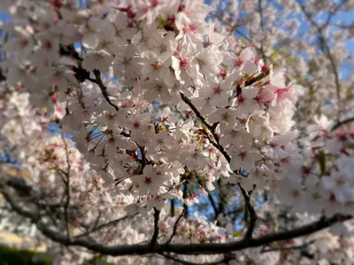 桜.春.葉桜.公園