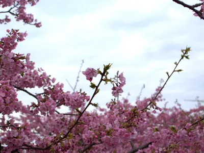 空と観る河津桜2