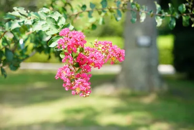 輝く夏のサルスベリ