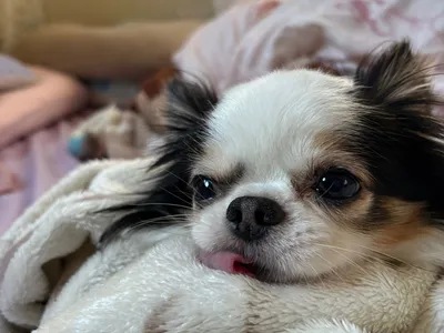 チワワ-トライカラー-保護犬
