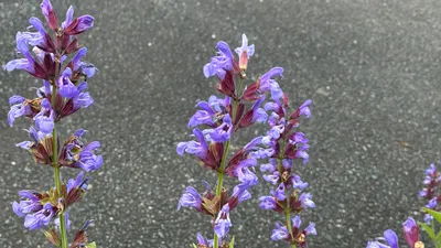セージの花
