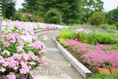 色とりどりの小道に咲く庭の花々