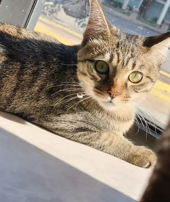 窓辺でくつろぐ猫のひととき