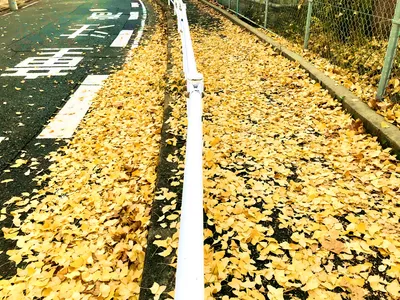 道だか葉だか2
