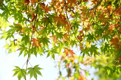 色とりどりの秋の紅葉