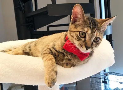 赤いリボンをつけたリラックス猫