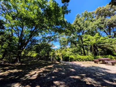 青空の下の雑木林の広場