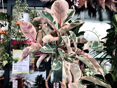 観葉植物