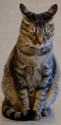 可愛い猫の魅力的な瞬間