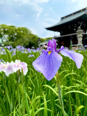 寺院をバックに咲く紫の花菖蒲