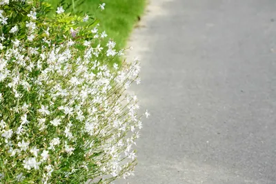 小道沿いに咲く白い花畑