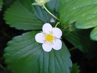 姫いちごの花