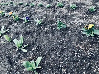 NTT前植え替え