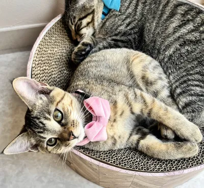 淡いピンクと青のリボンが可愛い子猫たち