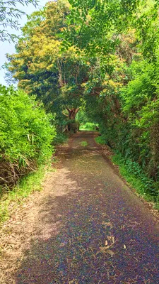 木々のトンネルの散歩道