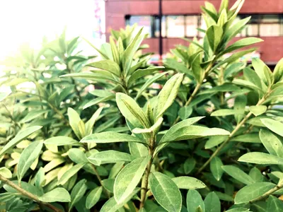 ビルの前の植え込みの新芽