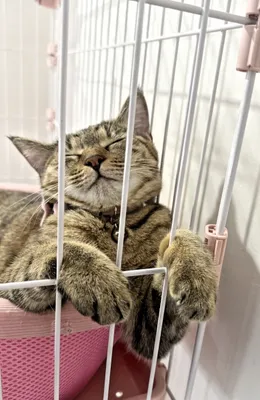 安らぎのひととき、夢見る猫