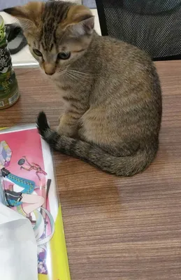 机の上でくつろぐかわいい子猫