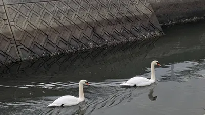 街に現れた白鳥