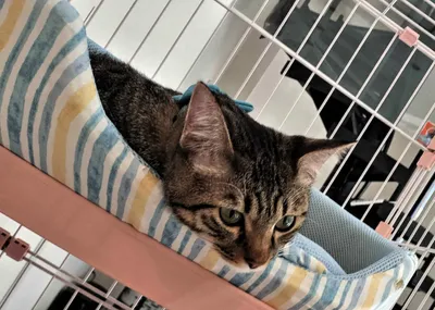 居心地良さげな猫のまどろみ