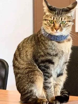 オフィスのテーブルに座る猫