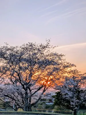 夕日と桜の木