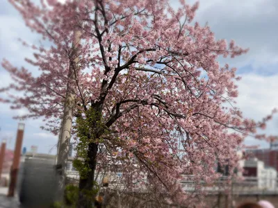 桜.春.北九州
