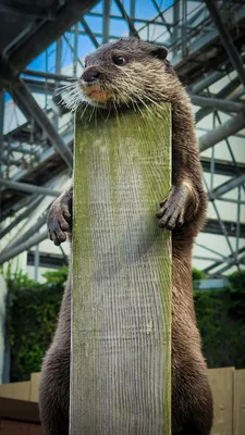 立ち上がるカワウソの好奇心