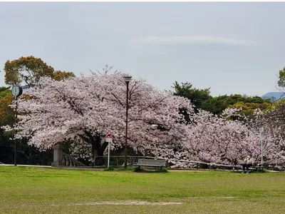 桜