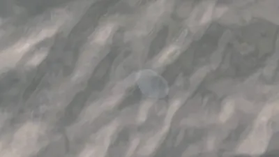 くらげ①(横)
