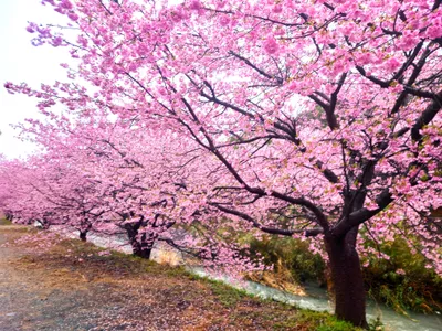 河津桜