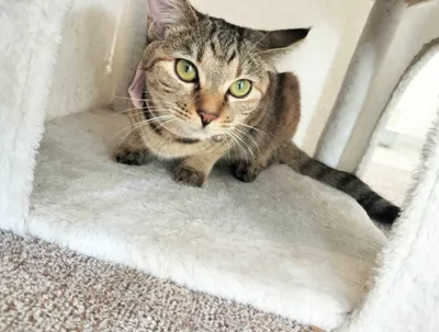 遊び心いっぱいの猫のひととき