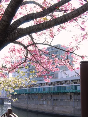 桜と都市の融合的風景