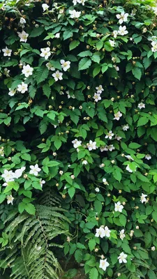 ドクダミの花