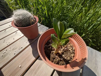陽光に映える鉢植えの植物たち