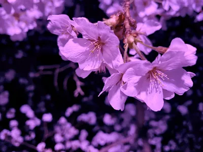 夜桜の優雅な瞬間