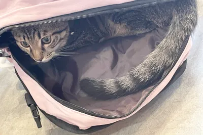 バッグの中から覗く好奇心旺盛な猫