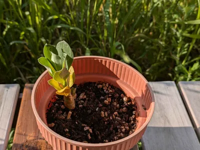 朝日を浴びる多肉植物の苗