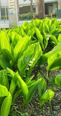 植物