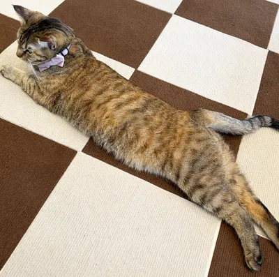 チェック柄と猫ののんびりタイム